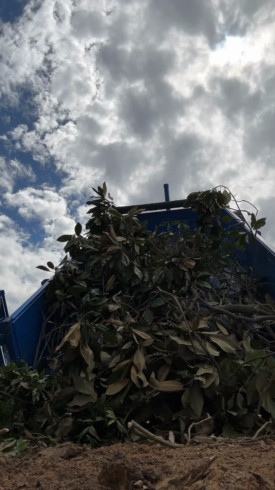 Branches unloading from ACG’s blue dump trailer, captured from their job video